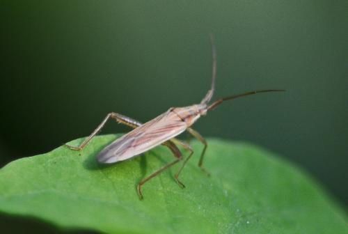 Réf. 267 782 : Stenodema calcarata